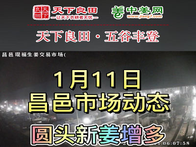 1月11日 昌邑生姜交易實況（價格上漲） (3421播放)