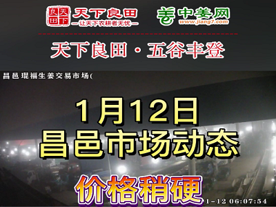 1月12日 昌邑生姜交易實況（價格偏硬） (3514播放)