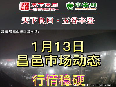 1月13日 昌邑生姜交易實況（價格上漲） (3322播放)