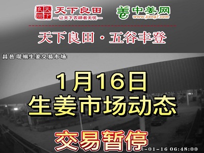 1月16日 昌邑生姜交易實況（春節打烊） (3337播放)