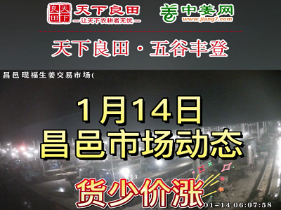 1月14日 昌邑生姜交易實況（貨少價漲） (3372播放)