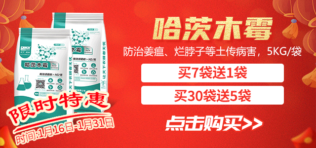 哈茨木霉