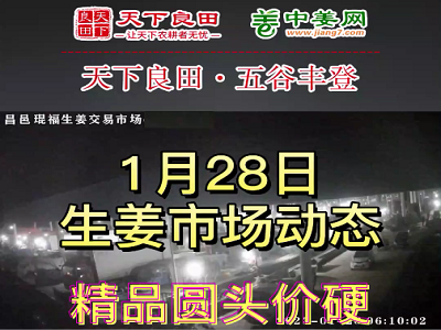 1月28日 昌邑生姜交易實況（上貨量增加） (3342播放)