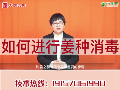 如何進行姜種消毒？ ()