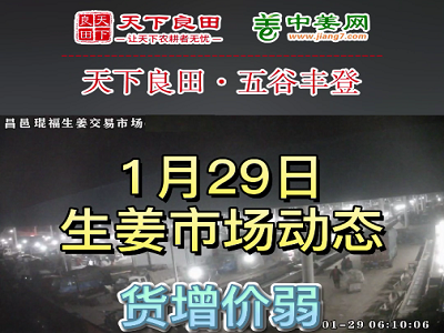 1月29日 昌邑生姜交易實況（價格下跌） (3331播放)