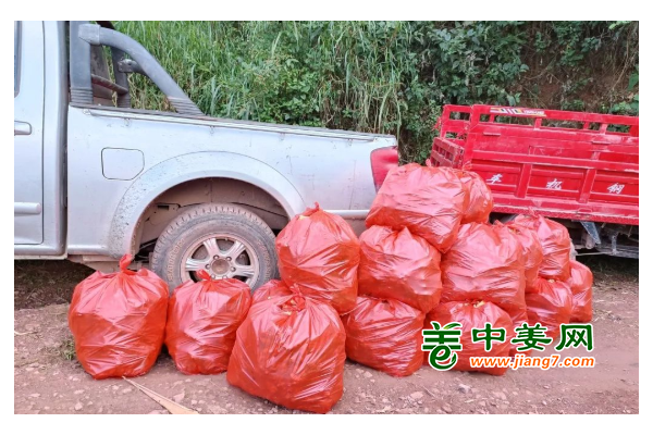 云南普洱：小黃姜喜獲豐收 ()