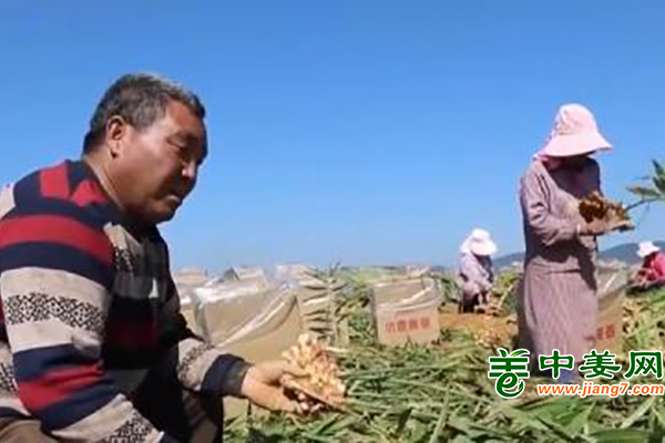 云南曲靖：23萬(wàn)畝小黃姜迎來(lái)采收期 ()