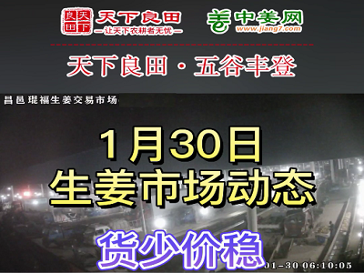 1月30日 昌邑生姜交易實況（貨少價穩） (3413播放)