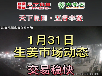 1月31日 昌邑生姜交易實況（價格上漲） (3366播放)