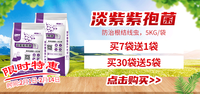 淡紫紫孢菌(2)