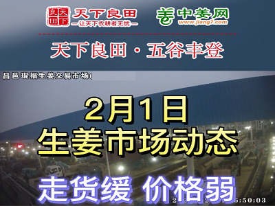 2月1日 昌邑生姜交易實況（價格偏弱） (3386播放)