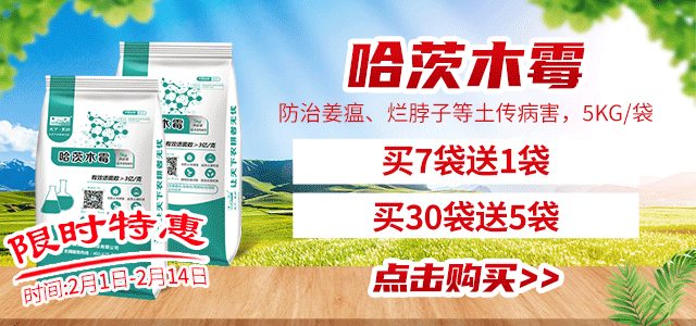 哈茨木霉(2)