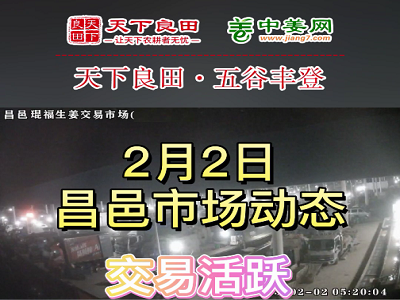 2月2日 昌邑生姜交易實況（上漲一至兩毛） (3375播放)
