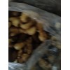 生姜購銷13176070878