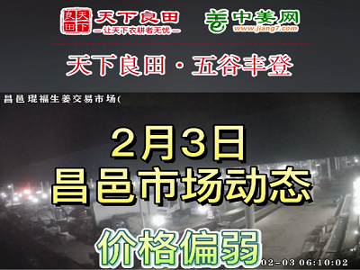 2月3日 昌邑生姜交易實況（價格下跌） (3408播放)