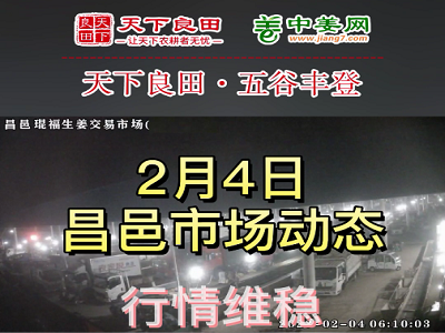2月4日 昌邑生姜交易實況（價格持穩） (3516播放)