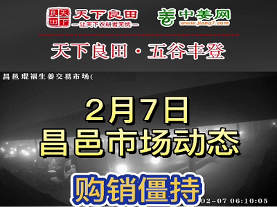 2月7日 昌邑生姜交易實況（購銷僵持） (3624播放)