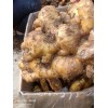 大黃姜小黃姜一手貨源產(chǎn)地批發(fā)