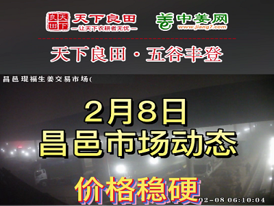 2月8日 昌邑生姜交易實況（穩中偏強） (3433播放)