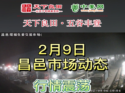 2月9日 昌邑生姜交易實(shí)況（下貨偏慢） (3420播放)