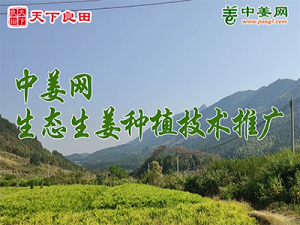 2022年生態生姜基地展示