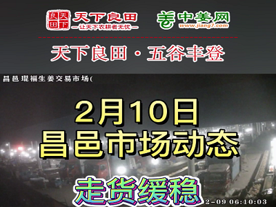 2月10日 昌邑生姜交易實(shí)況（走貨緩穩(wěn)） (3430播放)