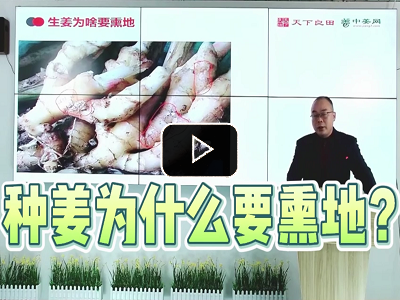 種姜為什么要熏地？ (856播放)