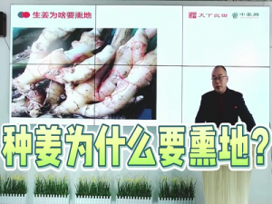 種姜為什么要熏地？