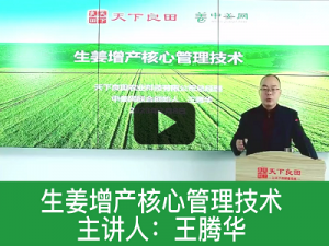 生姜增產核心管理技術