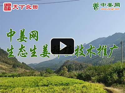 2022年生態生姜基地展示 (397播放)