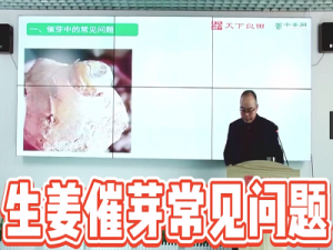 生姜催芽常見問題