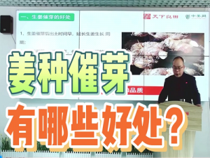 姜種催芽有哪些好處？