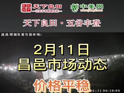 2月11日 昌邑生姜交易實(shí)況（價(jià)格穩(wěn)定） (3443播放)