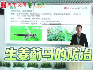 生姜薊馬的防治