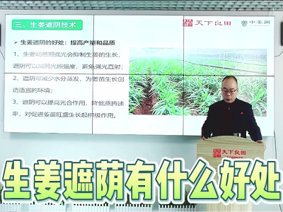生姜遮蔭有什么好處 ()