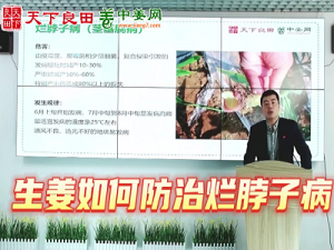 如何防治爛脖子病