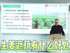 生姜遮蔭有什么好處