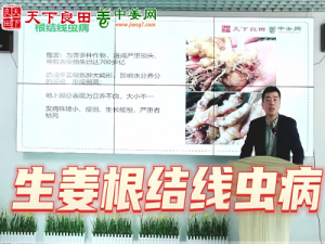 生姜根結線蟲病