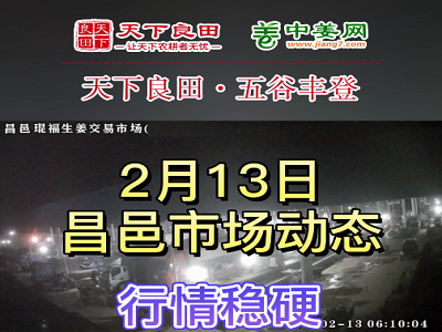 2月13日 昌邑生姜交易實(shí)況（價(jià)格穩(wěn)硬） (3569播放)