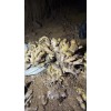 本人有2萬斤左右小黃姜