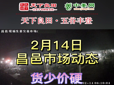 2月14日 昌邑生姜交易實(shí)況（貨少價(jià)硬） (3450播放)