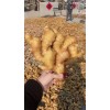 產地直供大黃姜、小黃姜、水洗姜、泥姜