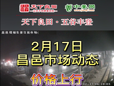 2月17日 昌邑生姜交易實(shí)況（價(jià)格再漲） (3481播放)