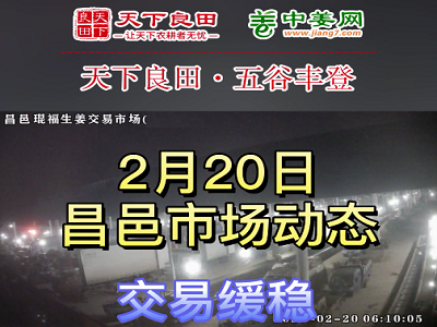 2月20日 昌邑生姜交易實(shí)況（下貨放緩） (3733播放)