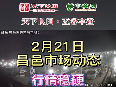 2月21日 昌邑生姜交易實況（行情穩(wěn)硬） (3479播放)