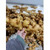 自己種的姜