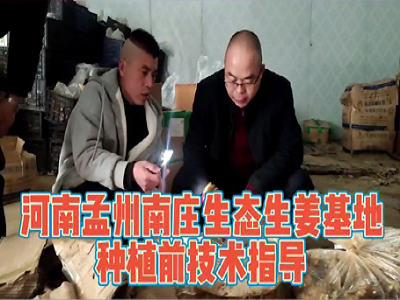 天下良田·中姜網植保組走進河南孟州南莊生態生姜基地現場指導種植技術 (256播放)