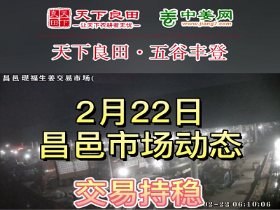 2月22日 昌邑生姜交易實況（行情平穩(wěn)） (3500播放)