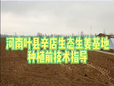 天下良田·中姜網植保組走進河南葉縣辛店生態生姜基地現場指導種植技術 (242播放)