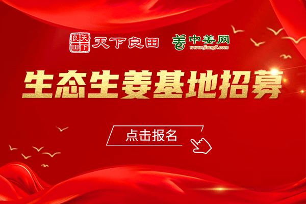 中姜網“2023年生態生姜基地”招募開始！ ()